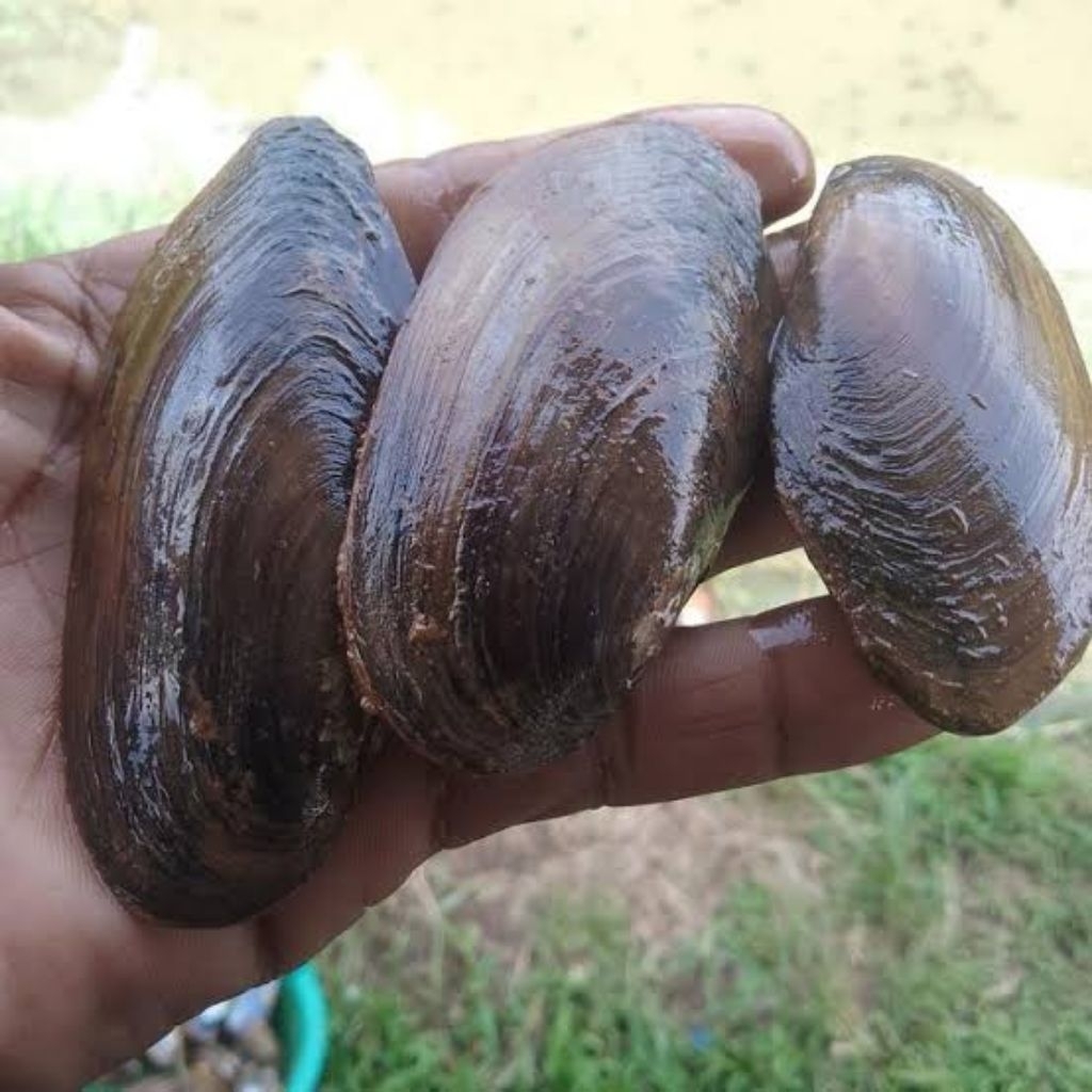 kijing kampung/kerang hidup per 1 kerang besar²