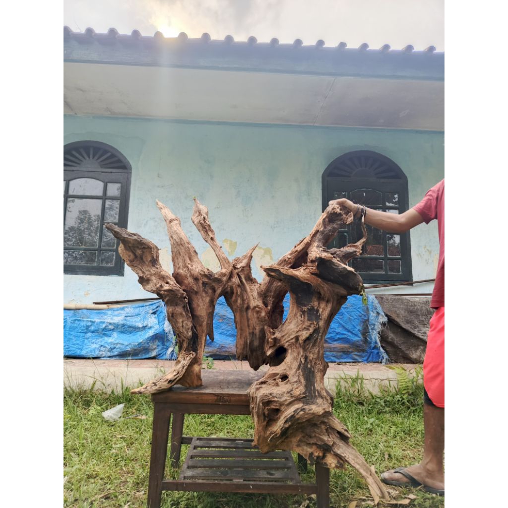 Kayu Rentek Jumbo Driftwood Untuk Kolam Taman Aquarium Aquascape