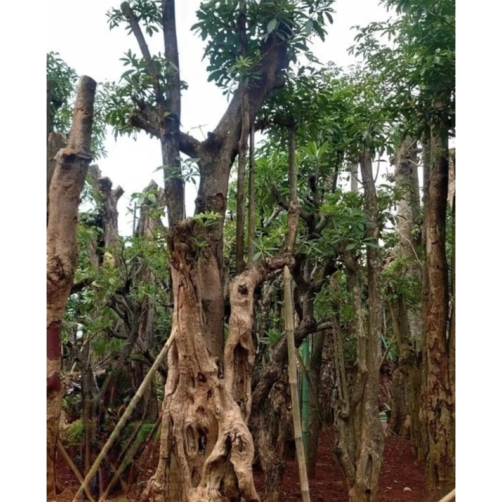 pohon pule besar siap tanam