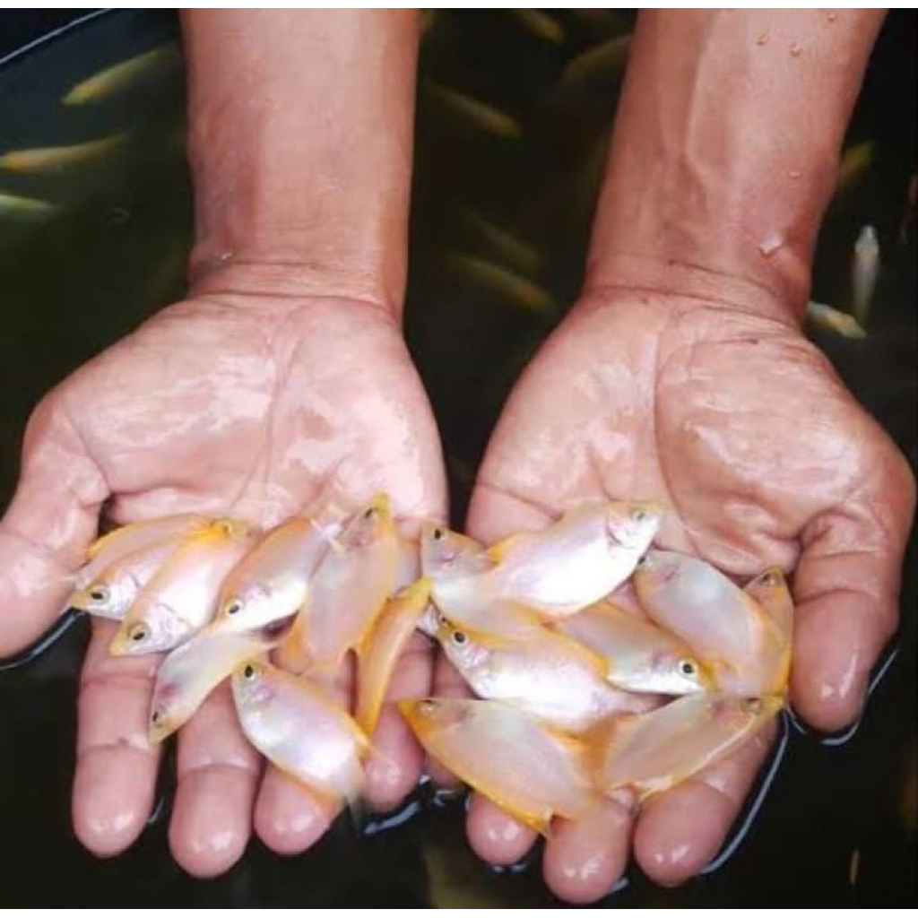 Hiasan Akuarium Gurame Padang Akuarium