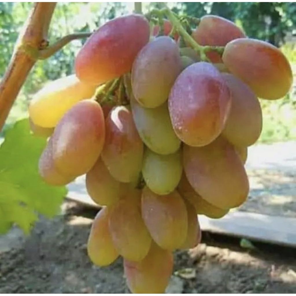 Bibit Tanaman Buah Anggur Dixon / Pohon Buah Anggur Okulasi