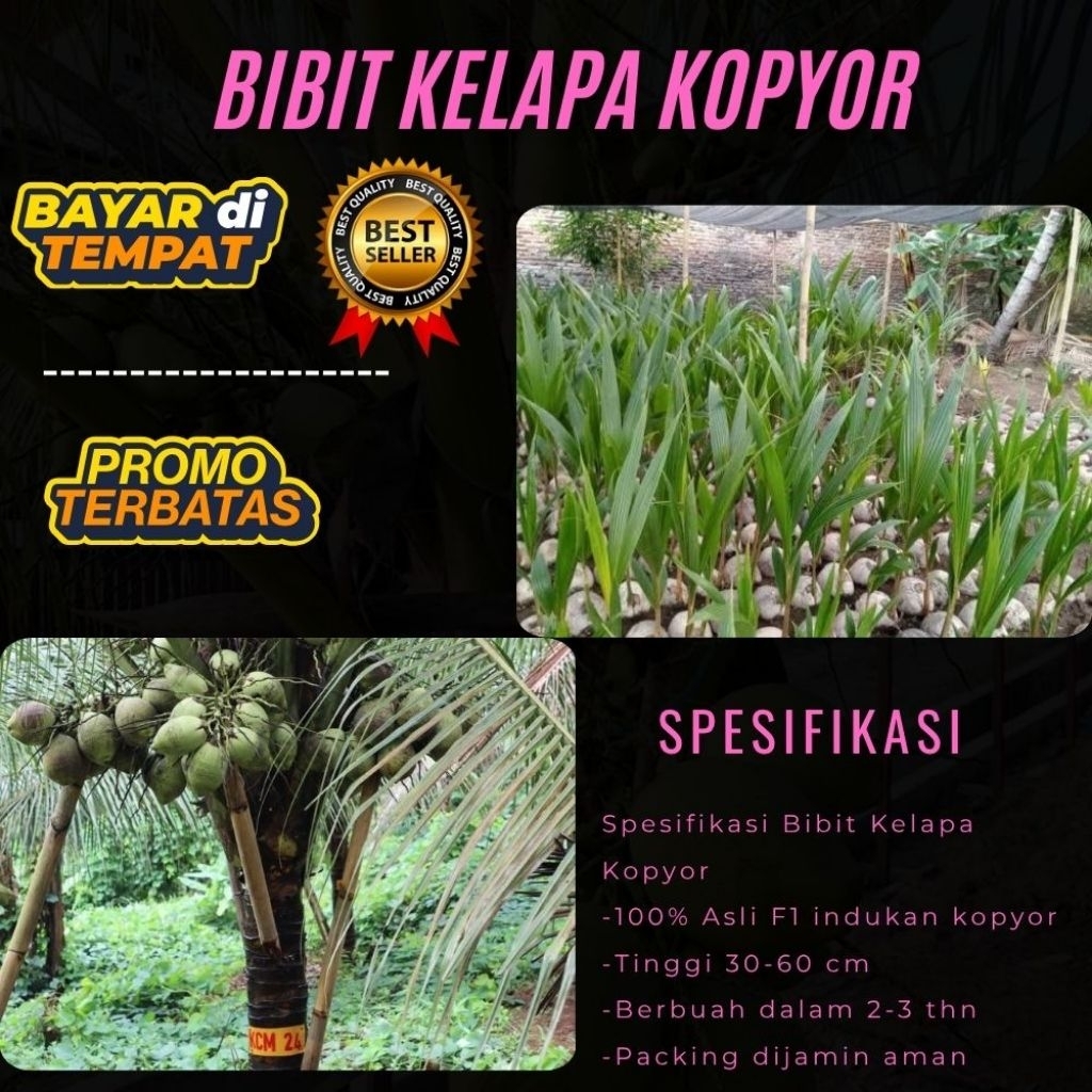 LANGSUNG DARI INDUKAN  Bibit Kelapa Kopyor Asli