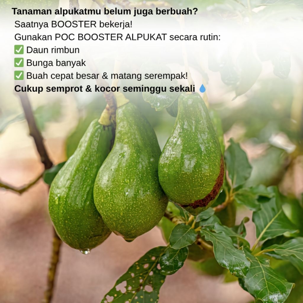 Pupuk Organik Cair Booster Tanaman Alpukat/Pupuk penyubur pelebat bunga buah tanaman alpukat
