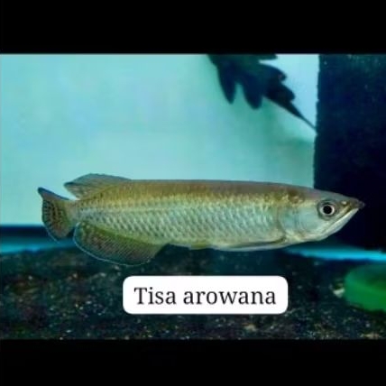 produk new link jardini batik red pearl