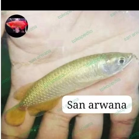 new produk link batik jardini red pearl