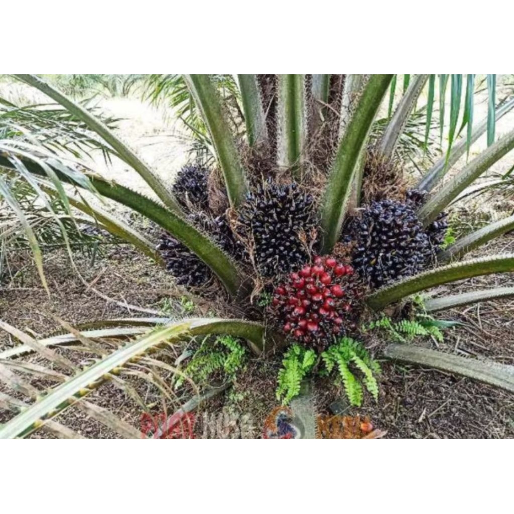 Benih Kecambah Sawit Unggul DxP TN1