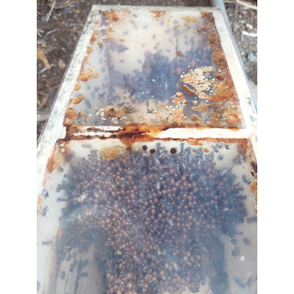 Lebah trigona/kelanceng/kelulut LEVICEPS super