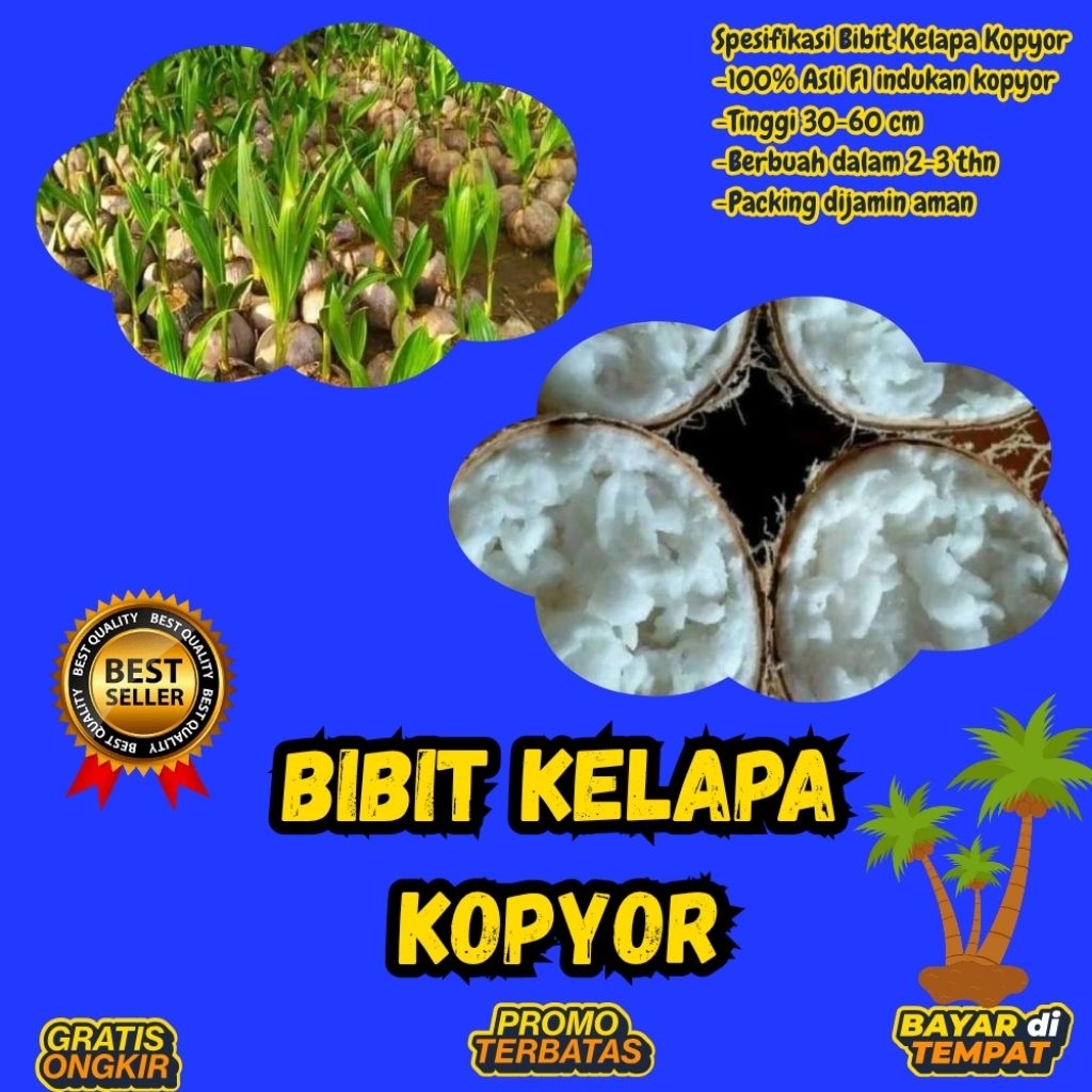 KUALITAS TERBAIK  Bibit Kelapa Kopyor Kultur Jaringan