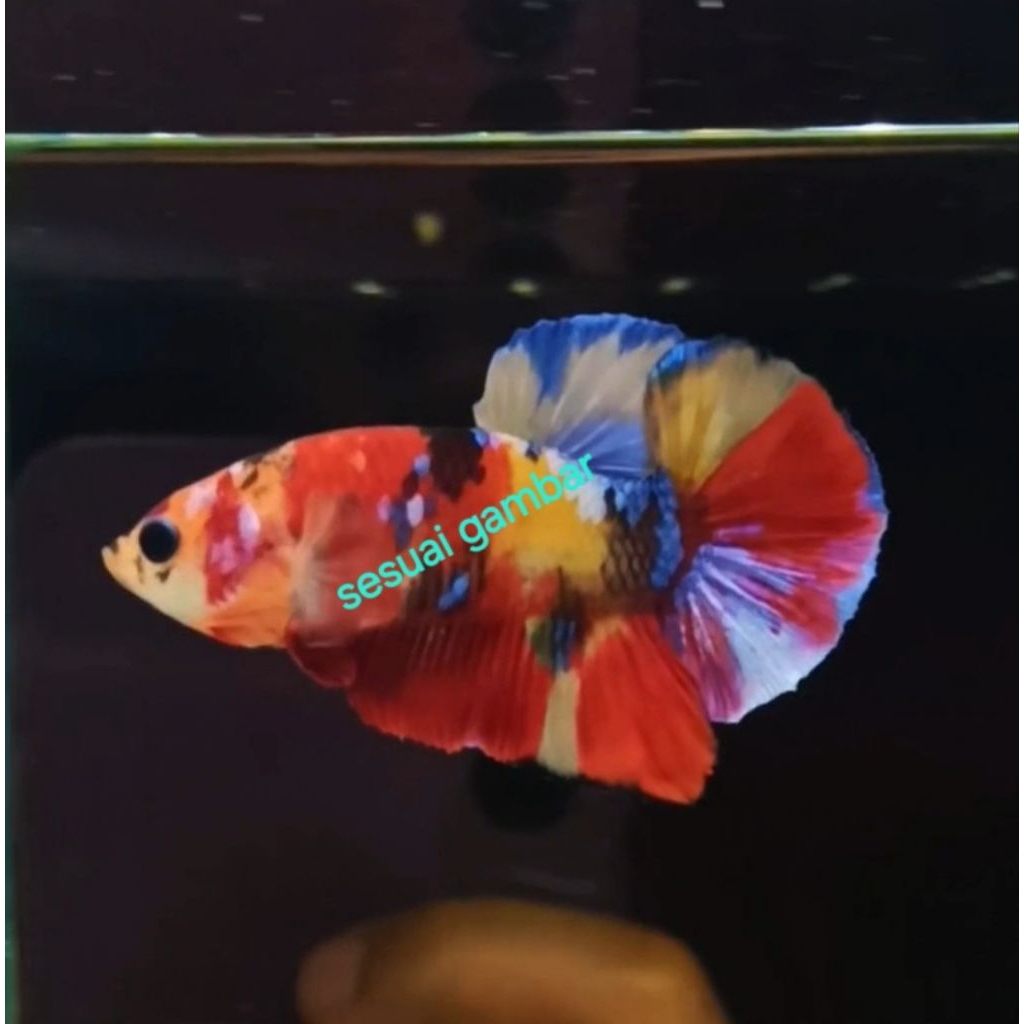 cupang multicolor yellow base