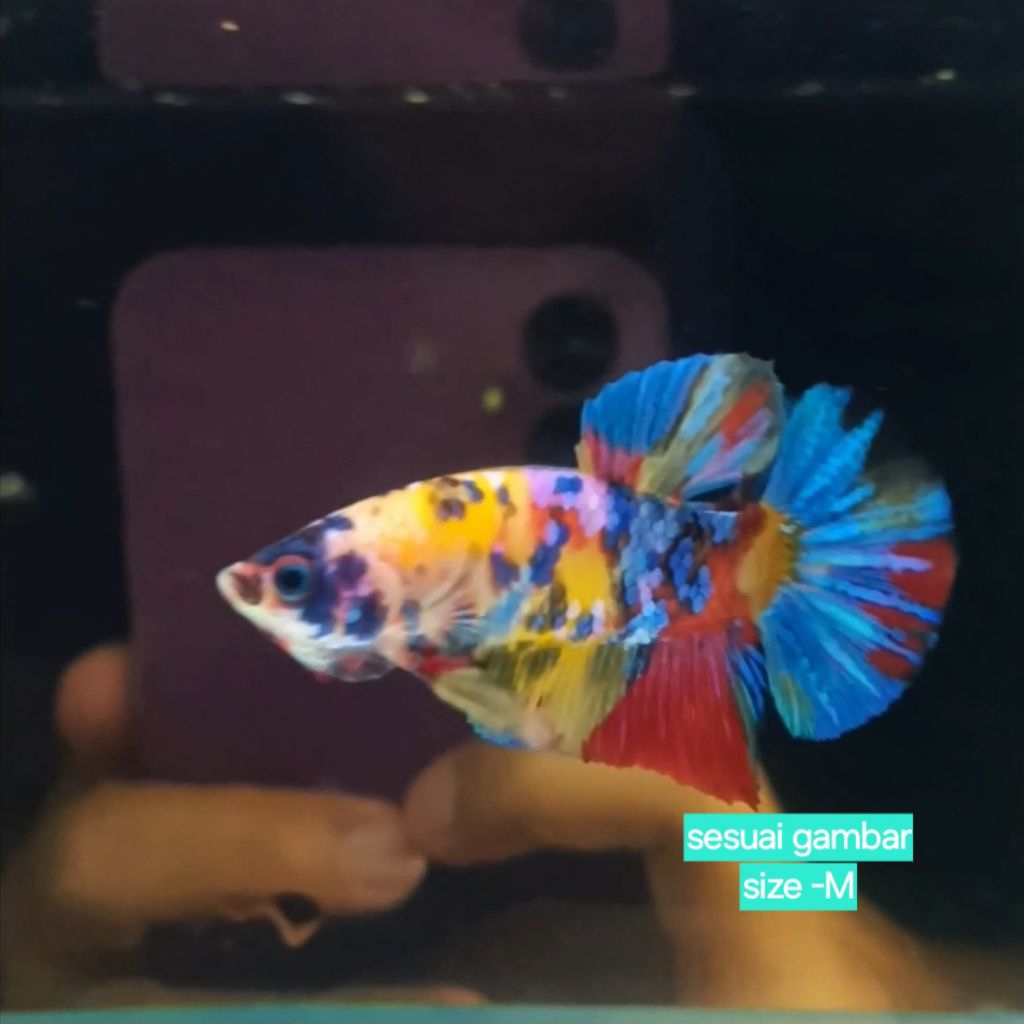 cupang yellow base galaxy