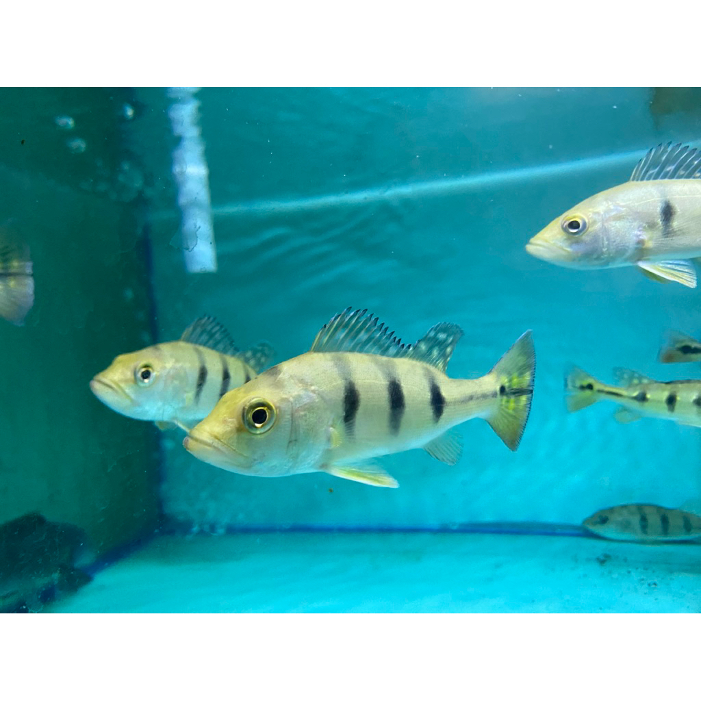 Pbass Mono Good Marking ukuran 11-12 cm.