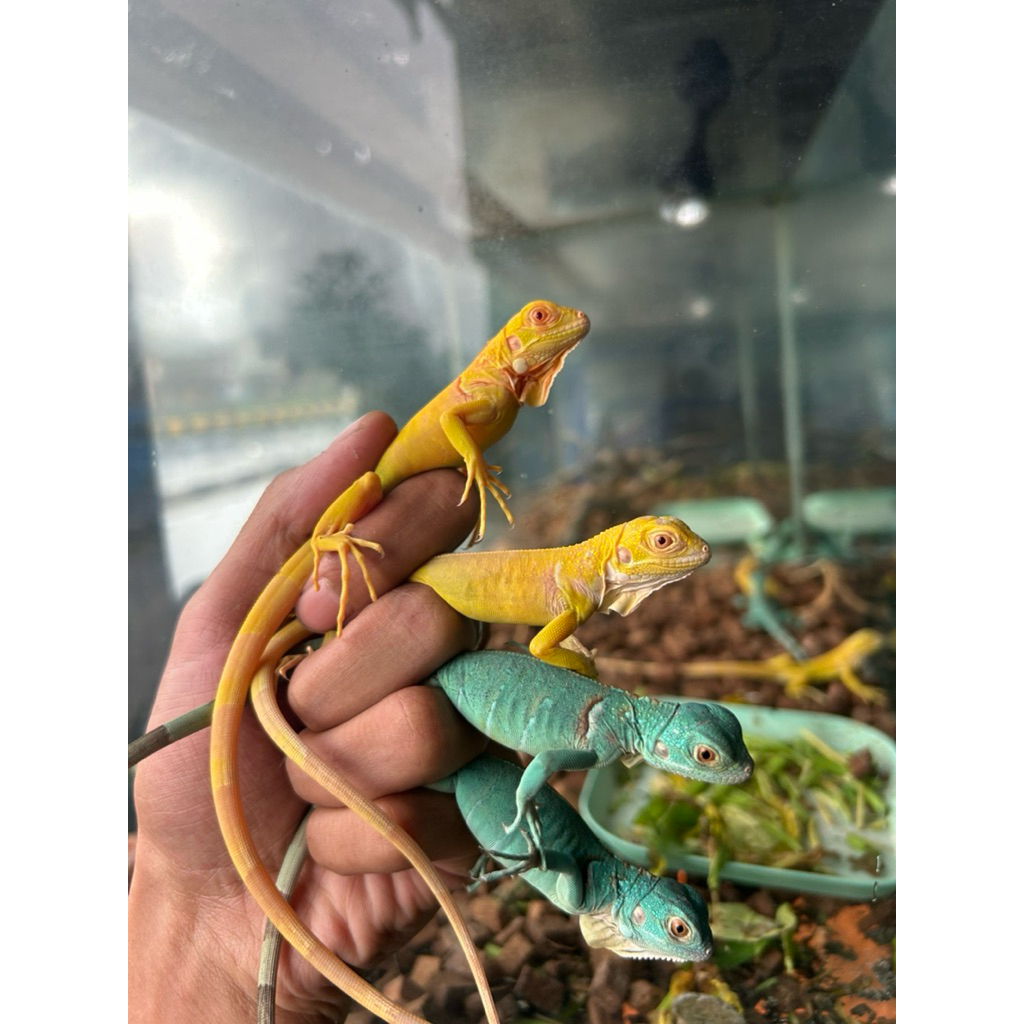 Mainan iguana - iguana albino - iguana blue