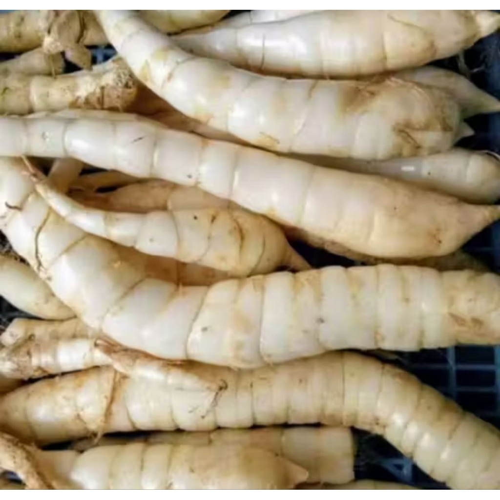 Umbi garut atau umbi angkrik segar/500 gram