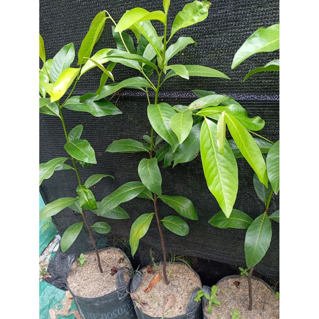 bibit tanaman black sapote langka cangkok full media