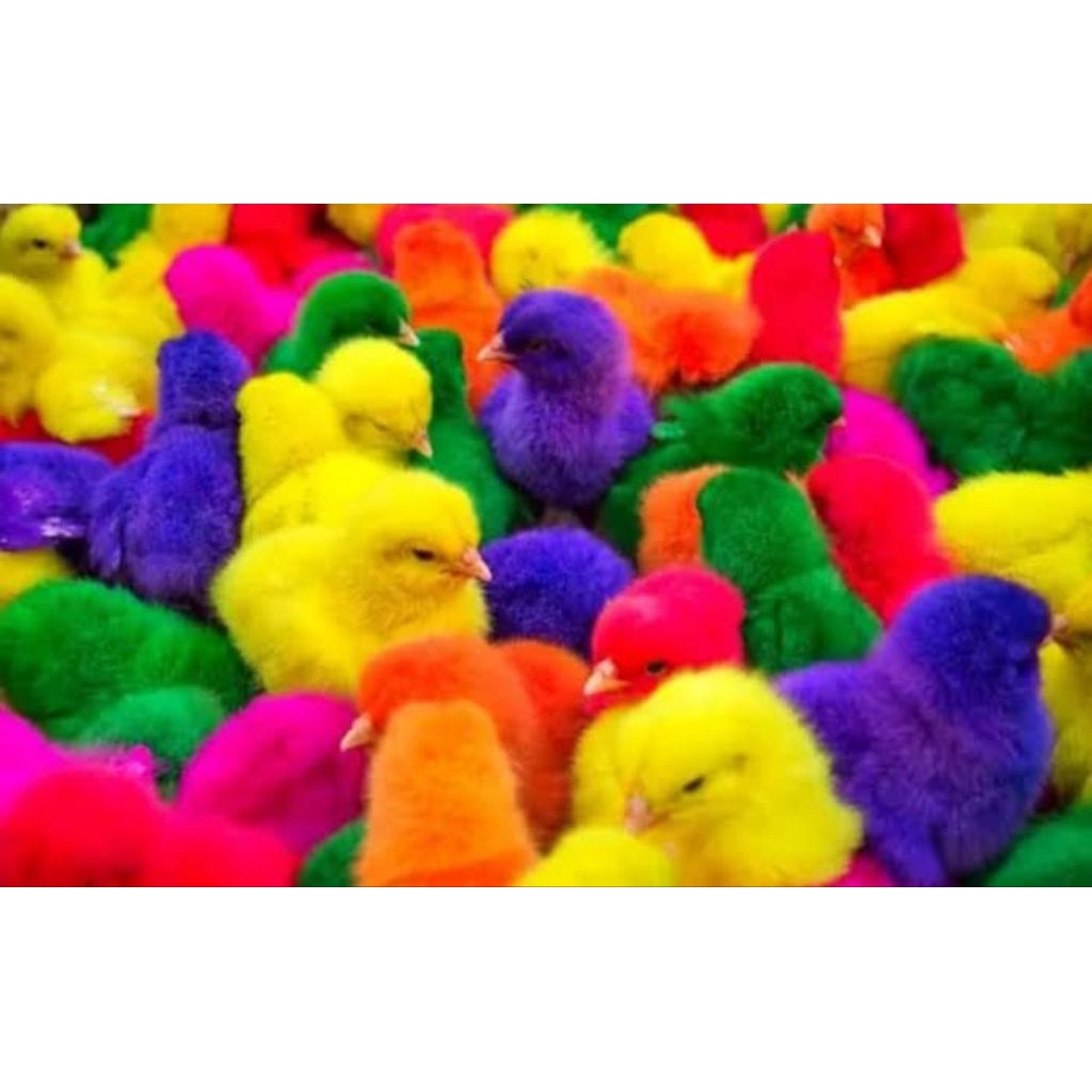 Doc Ayam Warna Warni Pilihan Kualitas Terbaik