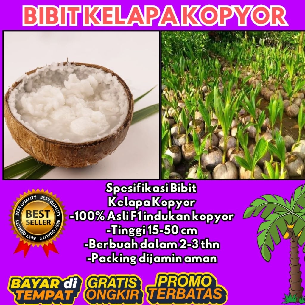 DIJAMIN ASLI  Pohon Kelapa Kopyor Kultur Jaringan, Pohon Kelapa Kopyor Madu