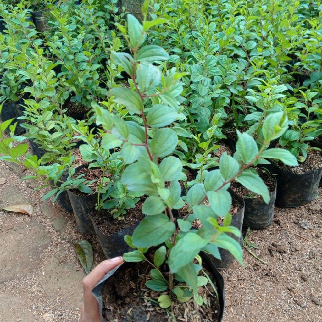 PROMO BELI 2 GRATIS 1( POHON BIDARA ARAB )