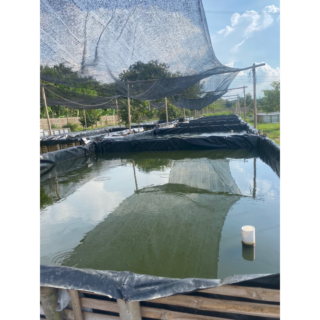 Plastik HDPE Geomembran L4-10 250micron /pengganti terpal kolam ikan