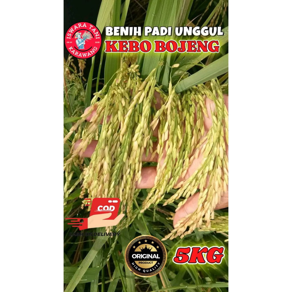 BENIH PADI UNGGUL BERKUALITAS KEBO BOJENG KEMASAN 5KG