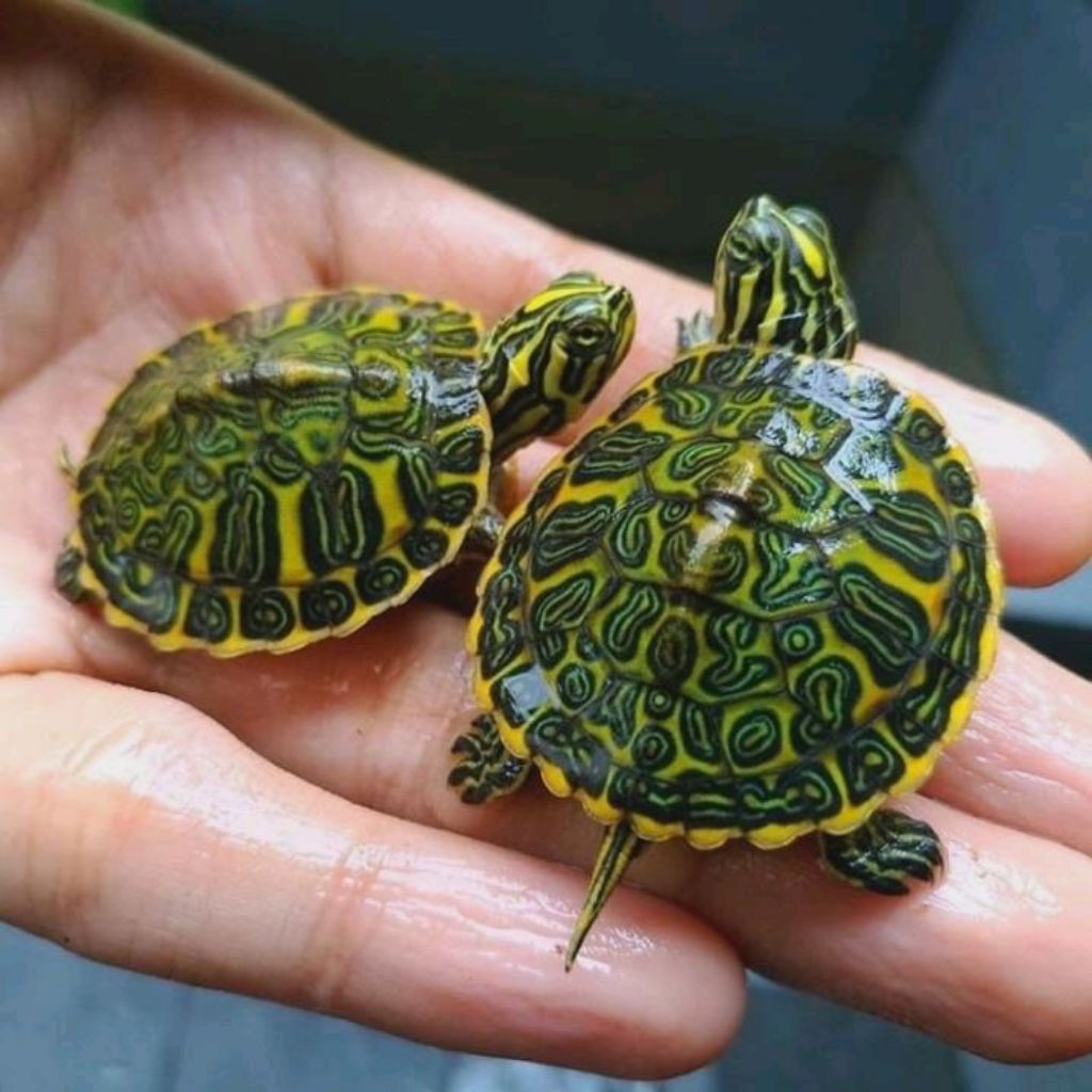 Mainan Anak Kura Kura Red Belly Nelsoni Rbn Turtle Ukuran 6cm Sehat Hidup Normal Hiasan Aquarium Kol