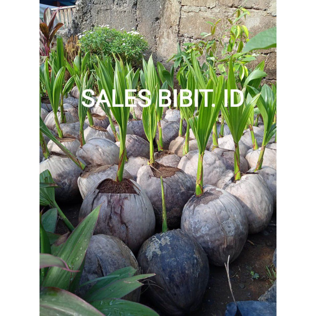 BIBIT KELAPA ENTOK SUPER