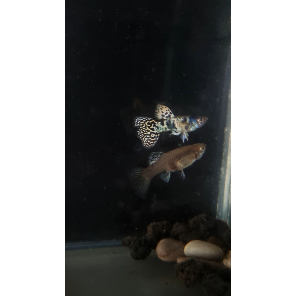 Soliter Akrilik Guppy Yellow Tiger King Cobra