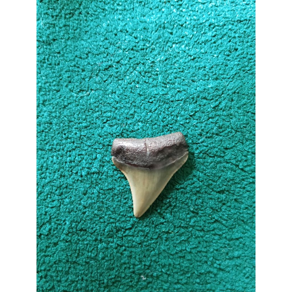 Fosil Taring Ikan Hiu Asli