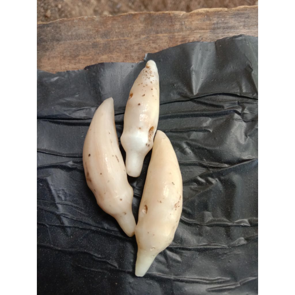 batu kembang kantil 1pcs