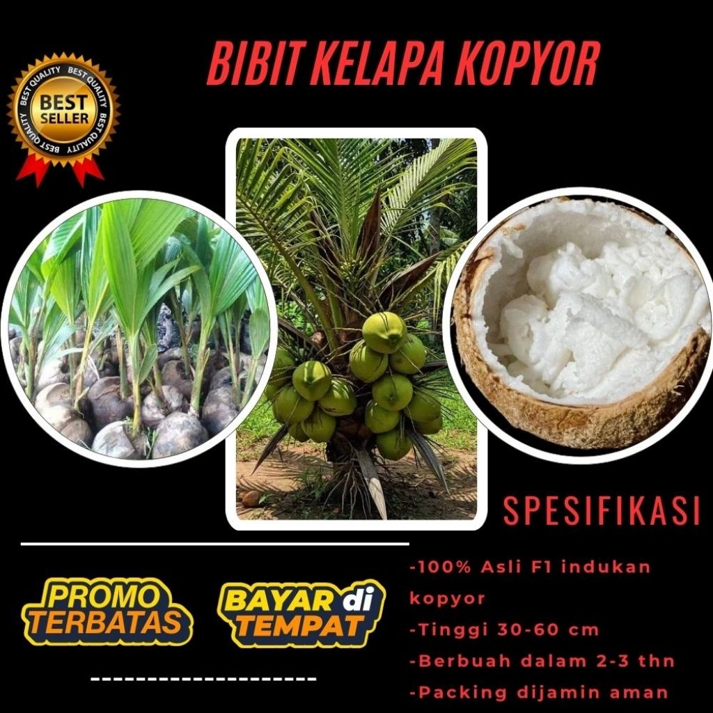 100 % ASLI  Pohon Kelapa Kopyor, Pohon Kelapa Kopyor Asli, Pohon Kelapa Kopyor Bersertifikat