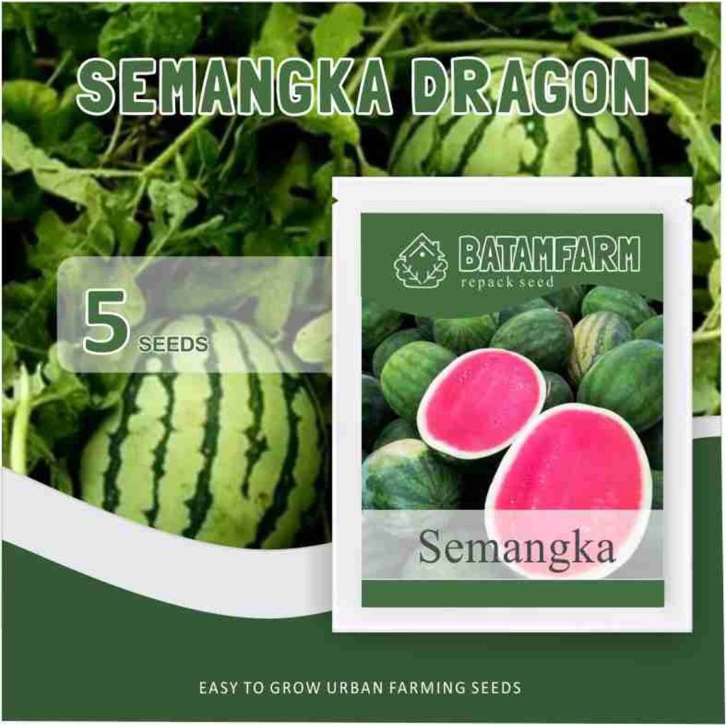 Benih Biji Bibit Semangka Hibrida Red Dragon