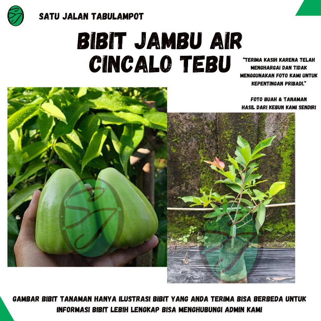 Bibit Jambu Air Cincalo Tebu