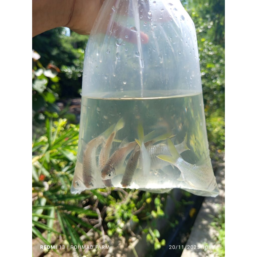 hiasan wader kepek , keprek , sirip ekor kuning , tank mate