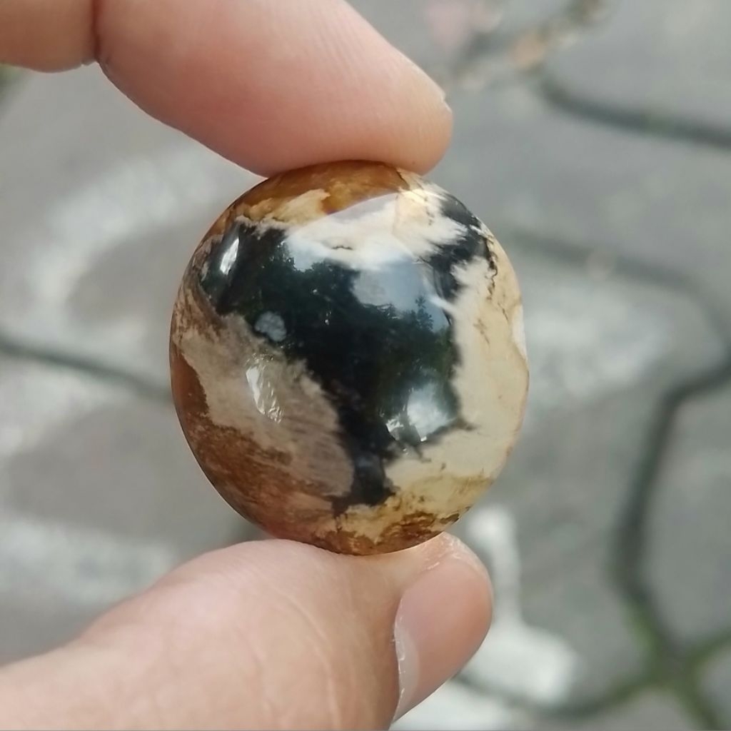 Natural Batu Fosil Kelor Multicolor Unik Antik Jumbo Banyak Warna