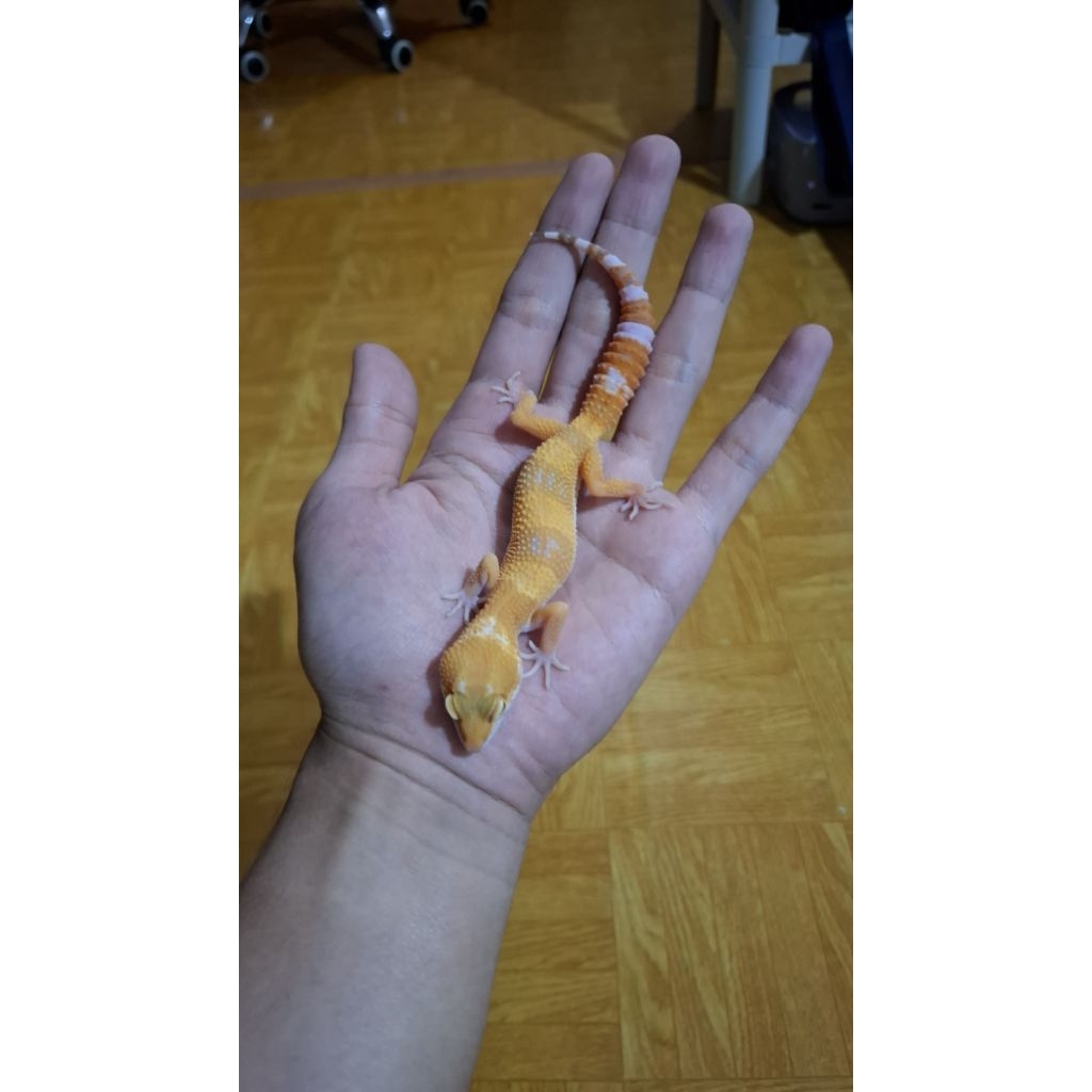 Leopard Gecko Male - Sunglow - Remaja Usia Juve Mulus Sehat