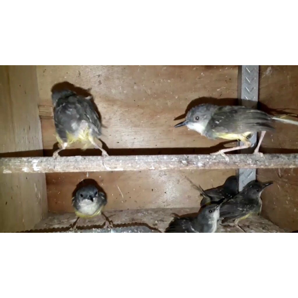 Ciblek semi pilihan jantan great A super