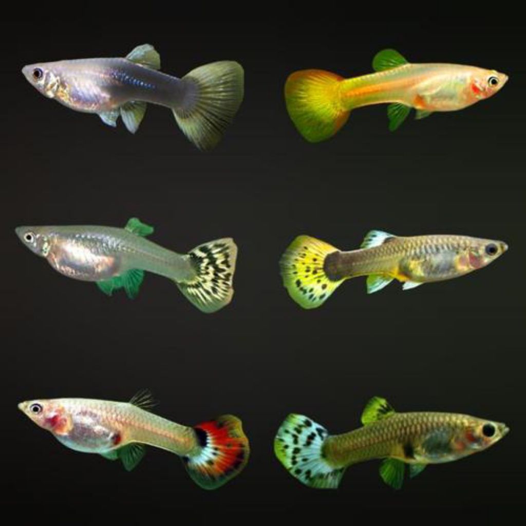 Hiasan Murah Variasi Variant GupPY HB WHITE, YELLOW LACE, PANDA, ALBINO DLL