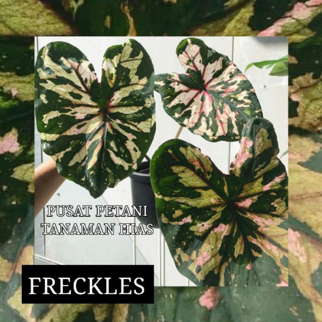 Promo sale tanaman hias keladi umbi import tanaman hias keladi import Thailand frickles