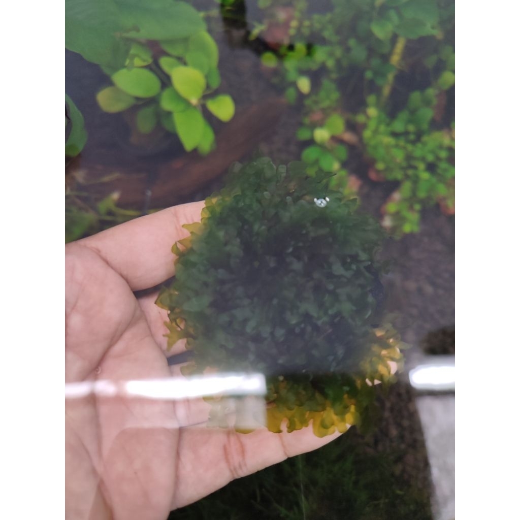 Moss Pelia / Pelia Moss Wabikusa / Low co2 / Tanaman Aquascape