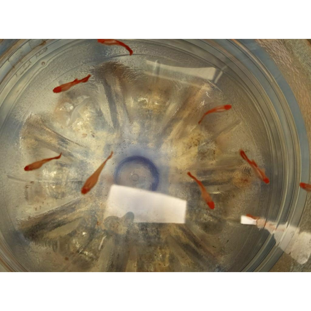 Paket 10ekor Albino PRT KOI ( Jantan 9 Betina 1 )