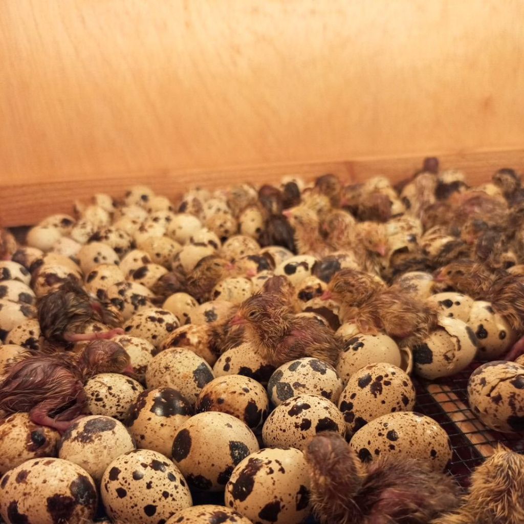 Telur puyuh fertil (telur tetas)