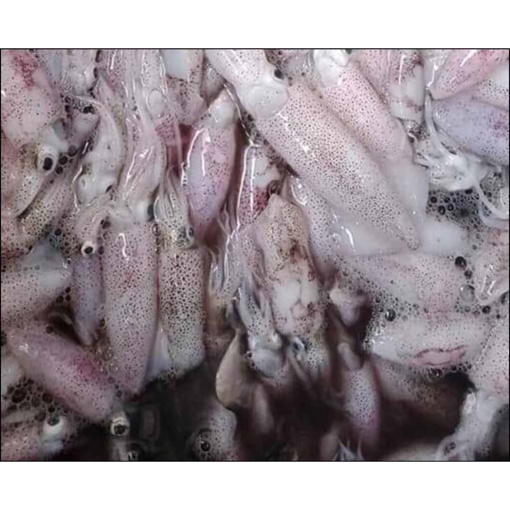 Baby Cumi Cantik Cumi Kecil Cumi Segar Tinta