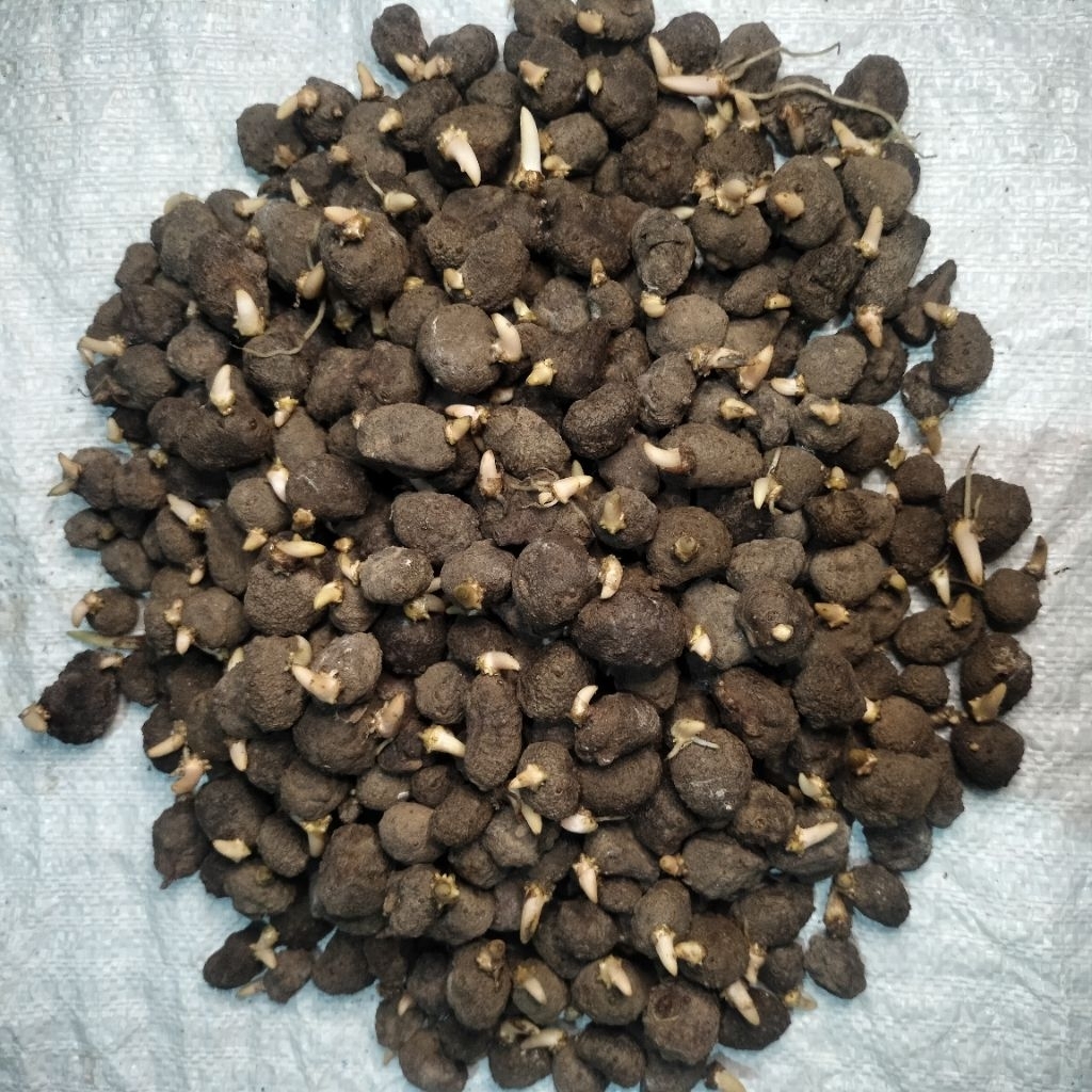 BIBIT PORANG KATAK MINI SUPER