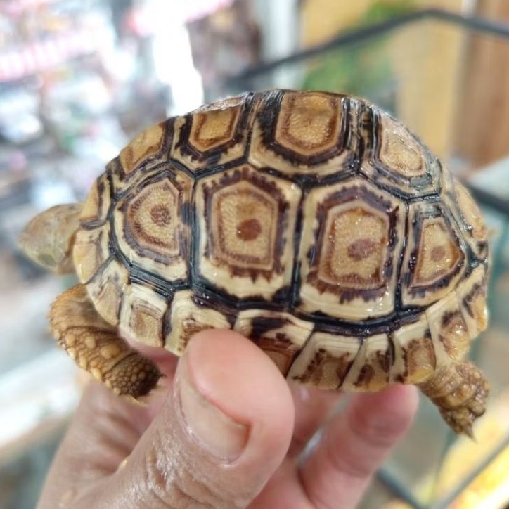 Pelet Pardalis Snow mewah sehat