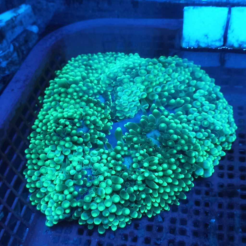 anemon jagung hijau rumah nemo