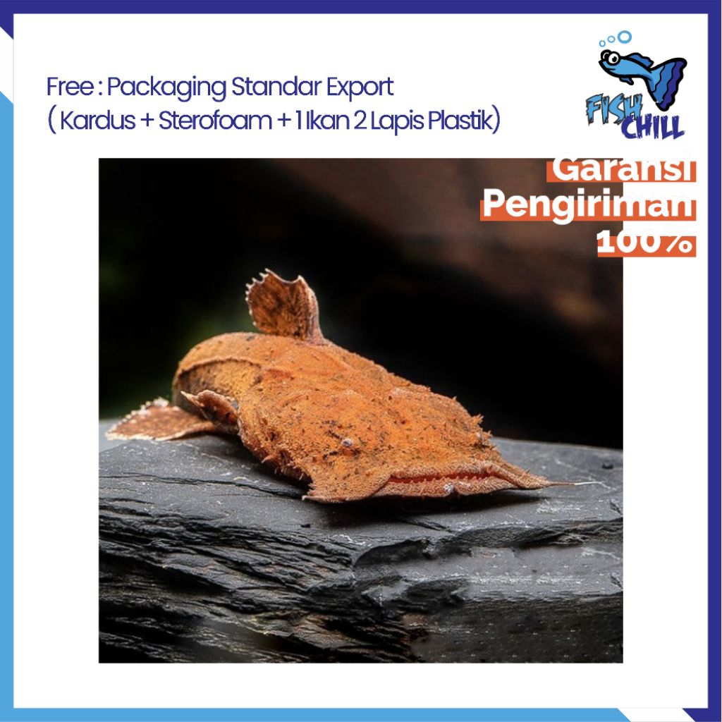 Hiasan Aquarium • CHACA BANKANENSIS / LELE PURBA / SILURIFORMES / KEBINGKUNG TANGKAPAN ALAM