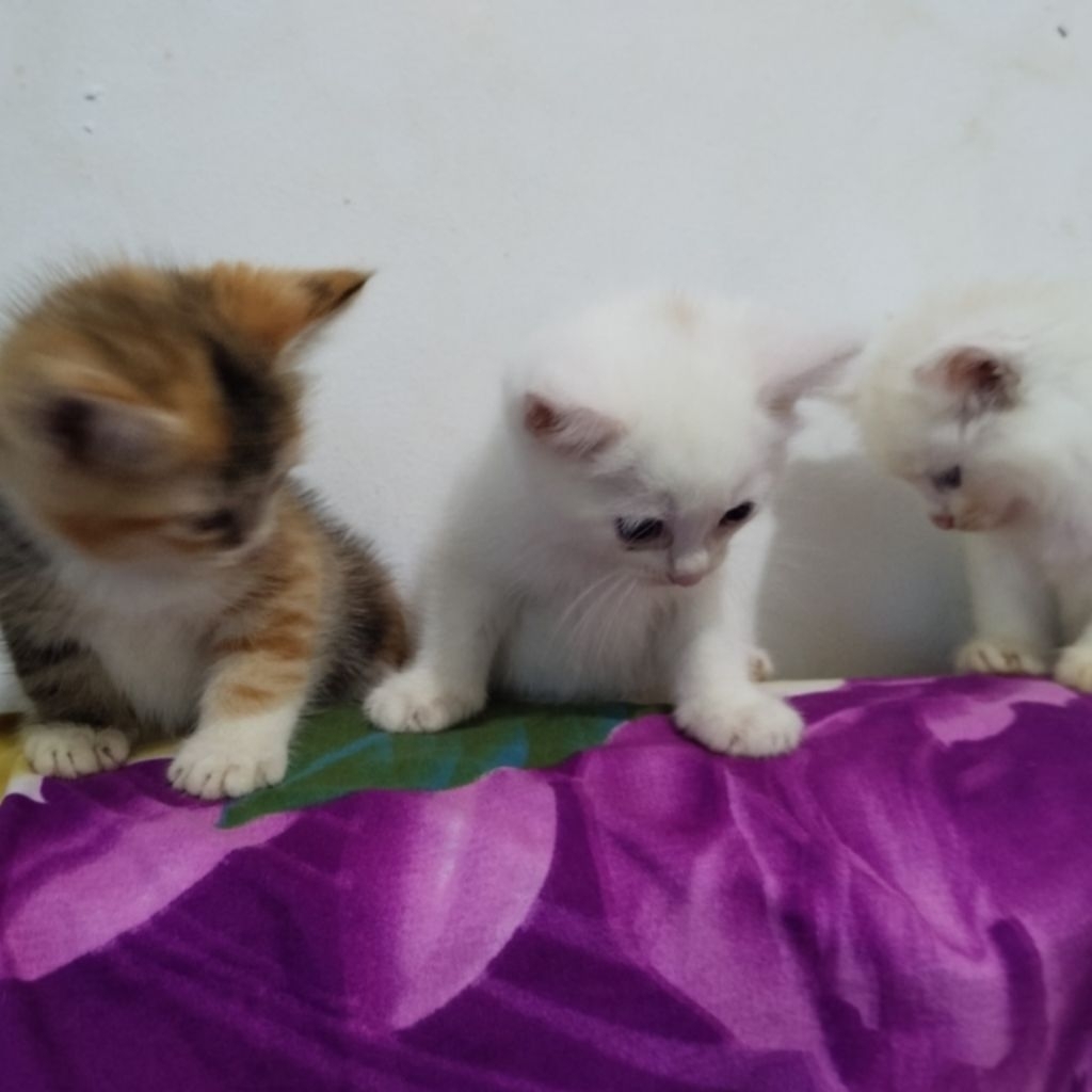 Kucing Persia Mainecoon Caliby