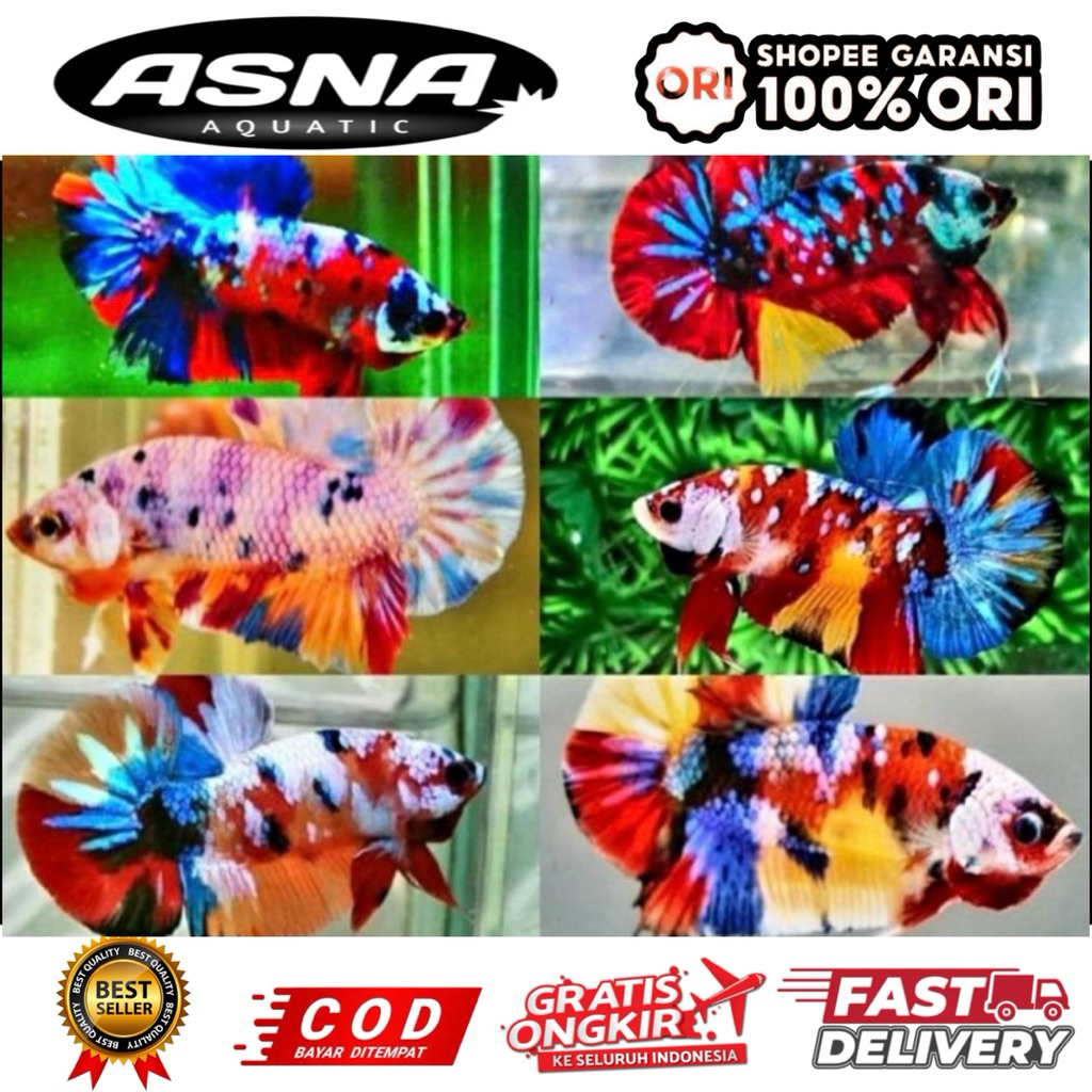 hiasan aquarium sepasang cupang multi calor