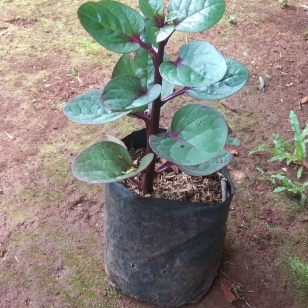 Bibit Binahong/Buah Angkung Siap Tanam