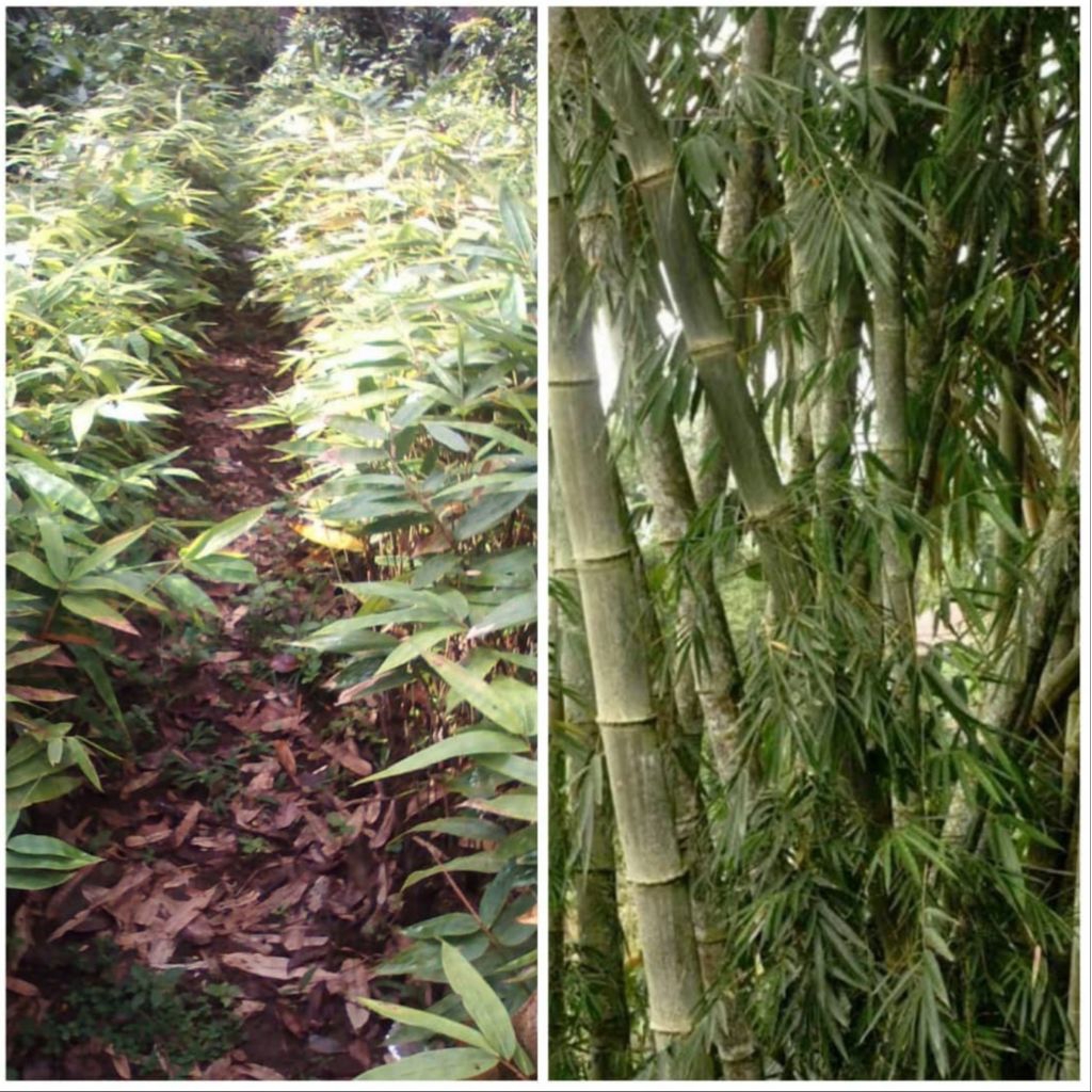 Bibit bambu betung jumbo siap tanam