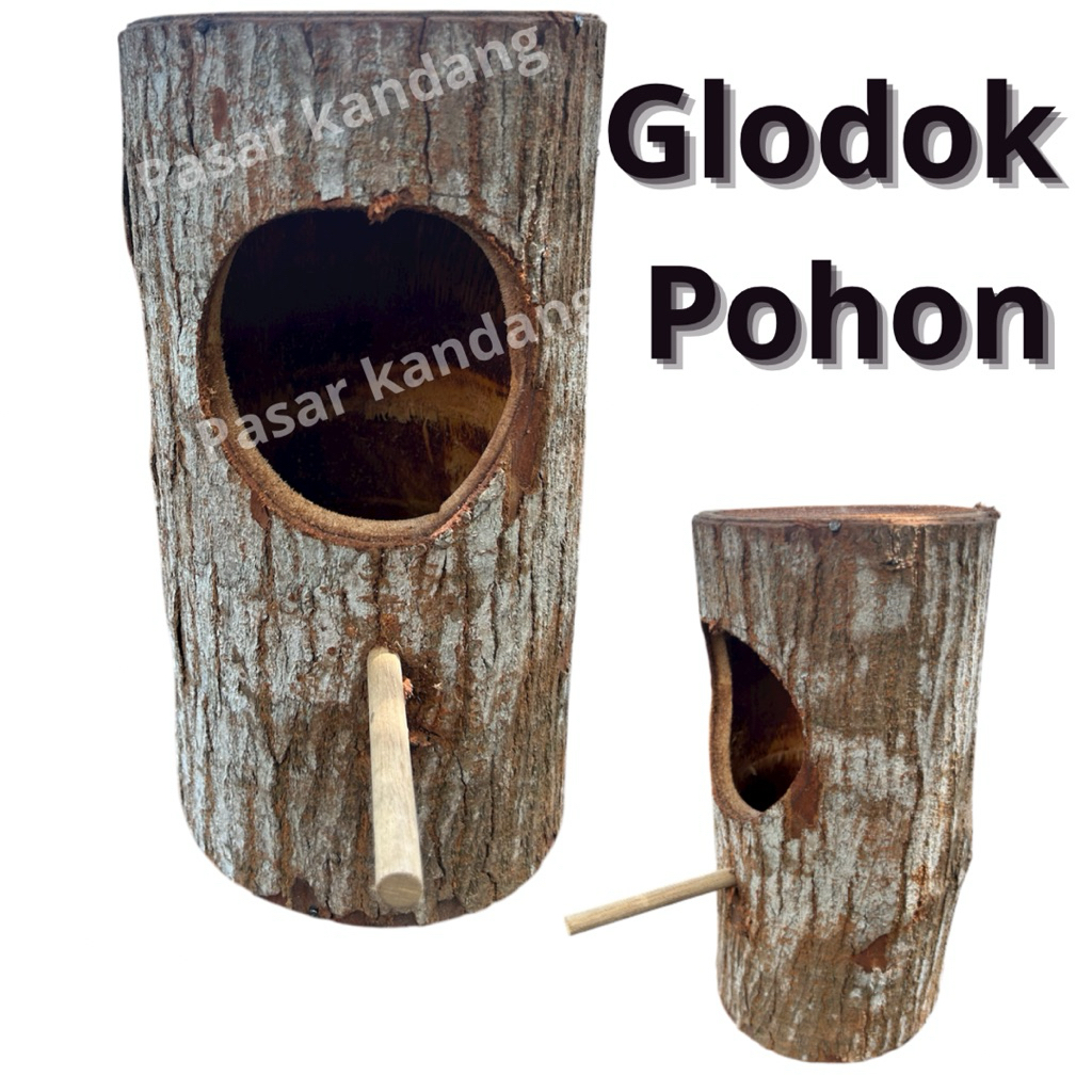 GLODOK POHON GLODOK MURAI,KACER,JALAK GLODOK KAYU ALAMI